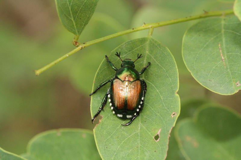 Coleottero Popillia Japnica su foglia verde
